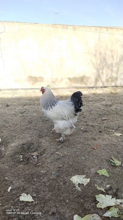 Брама  тухум сотилади