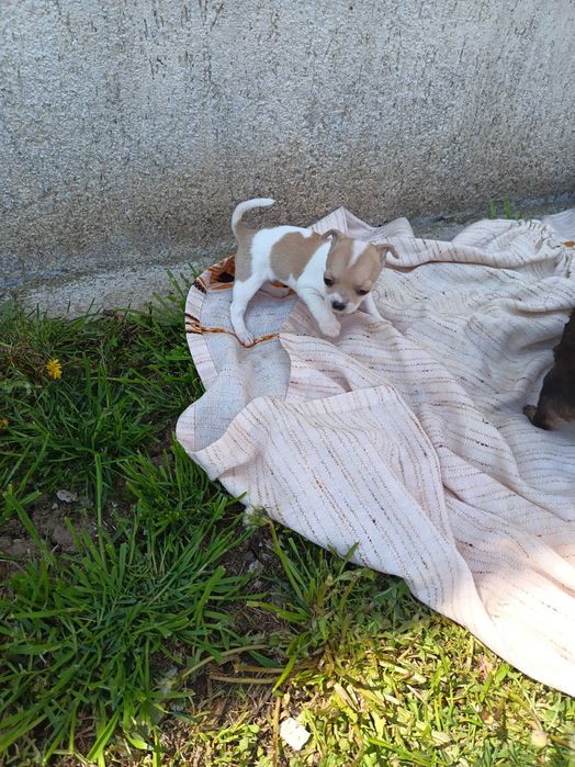 мини чихуахуа кученца