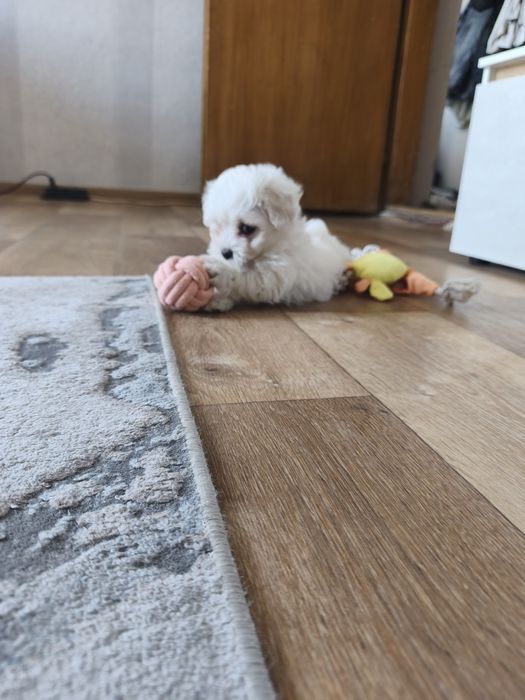 Малтийска болонка