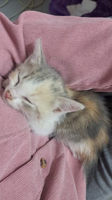 Отдам котенка девочку срочно