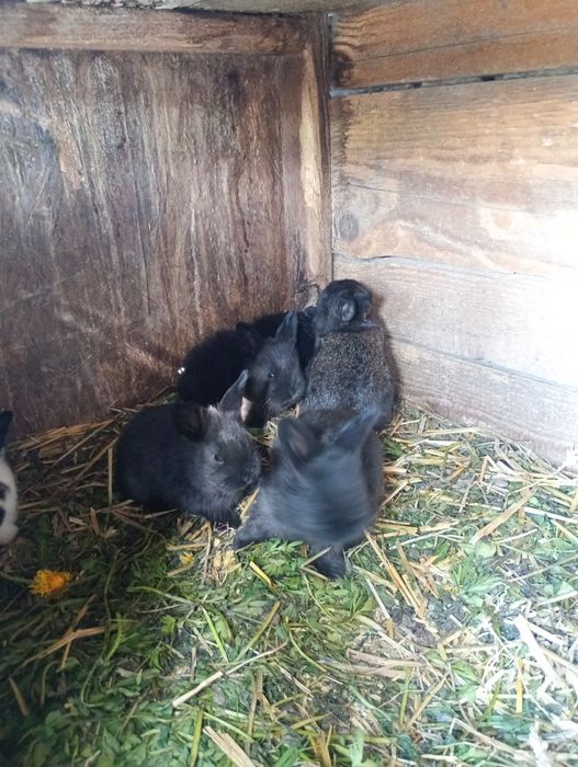 Vand o iepuroaica cu pui 6 bucăți