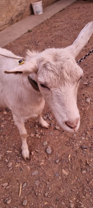 Коза племенная молочная