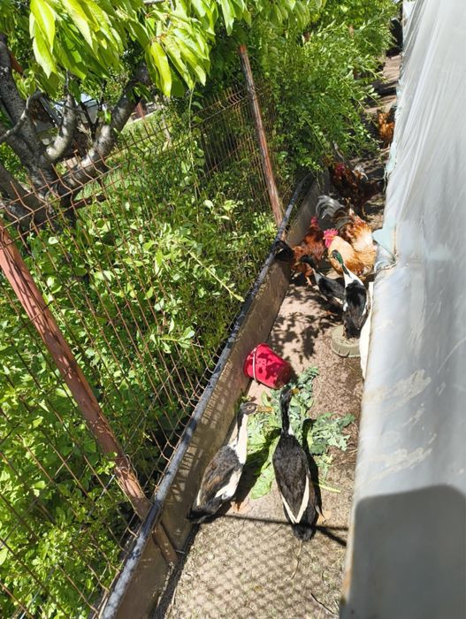 Rate alergatoare indiene vand 5 ratoi alergatoare indiene