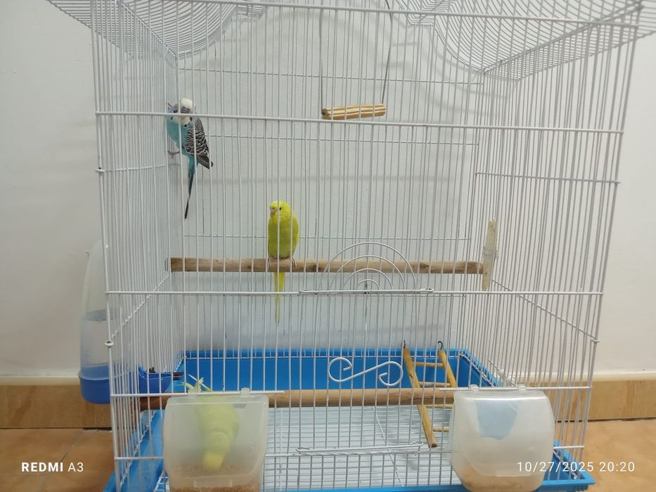 Vând perusi cu tot cu cușcă  (toți 3)