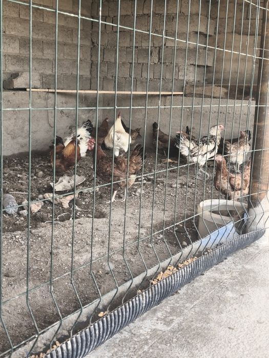 Damashni tovuqlar sotiladi 19 ta 2 huroz 17 ta tovuq tuhum tuğadi