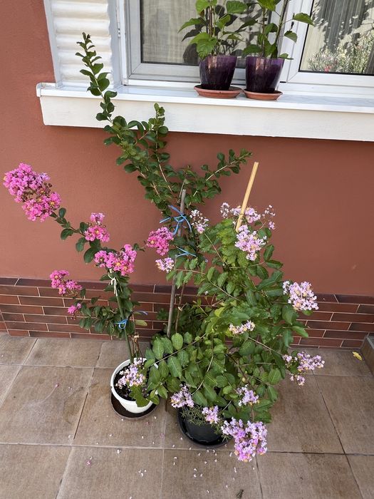 Liliac Indian Fucsia și Mov1,5 m