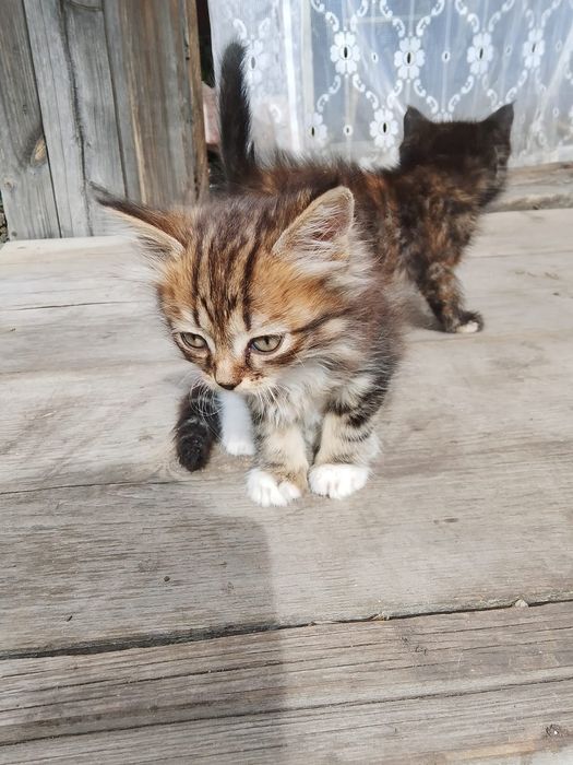 Отдам котят даром