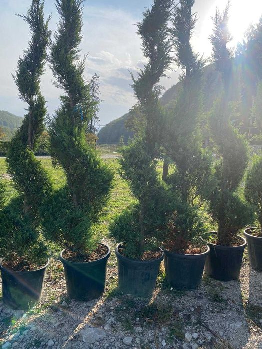 Pon Pon - Tuia Spiral - Leylandii - Plante pentru Gradina