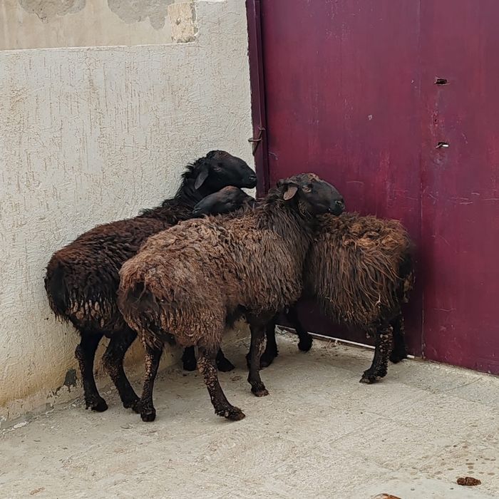 қой қошқар сатылады