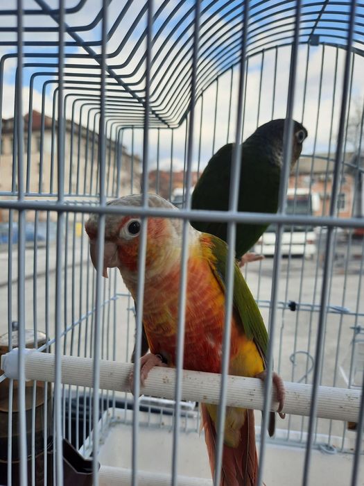 Двойки Папагали пирури.