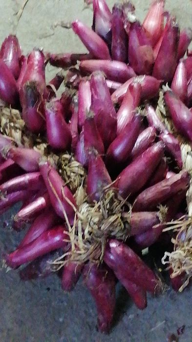 Ceapa roșie de Buzău