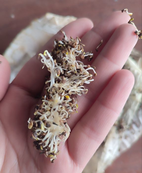 Семена люцерны сорт Семиречье местная