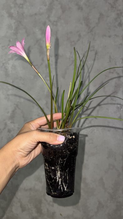 Растение Зефирантес