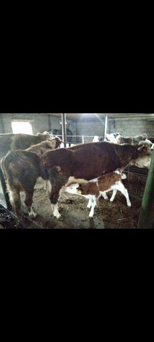 Сиыр бузаумен сатылады