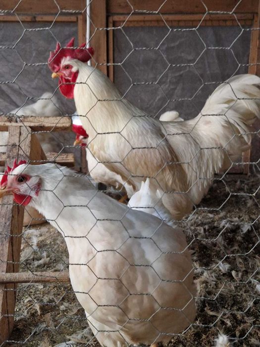 Oua pentru incubat si pui