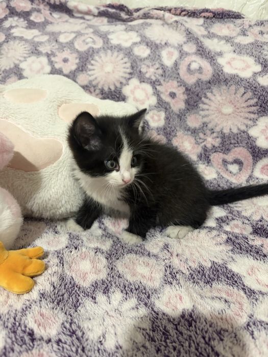 Котенок мальчик в добрые руки!