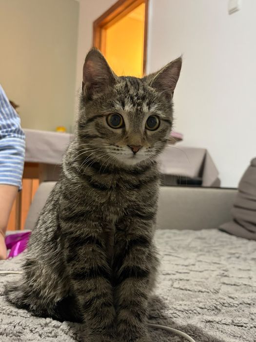 Котёнок девочка в ответственные руки
