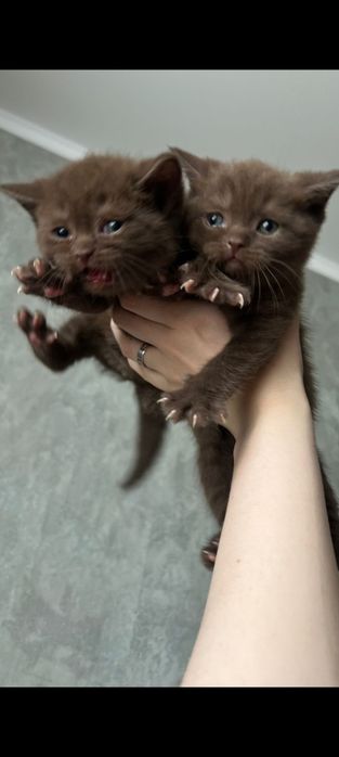 Британские котята
