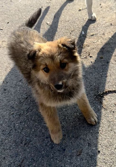 Отдам симпатичных щенков в добрые руки