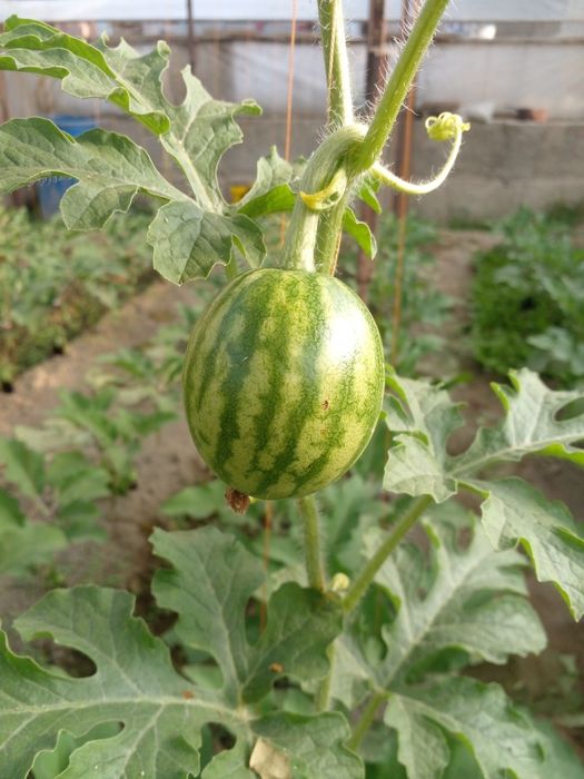 Энг зурлари бизда