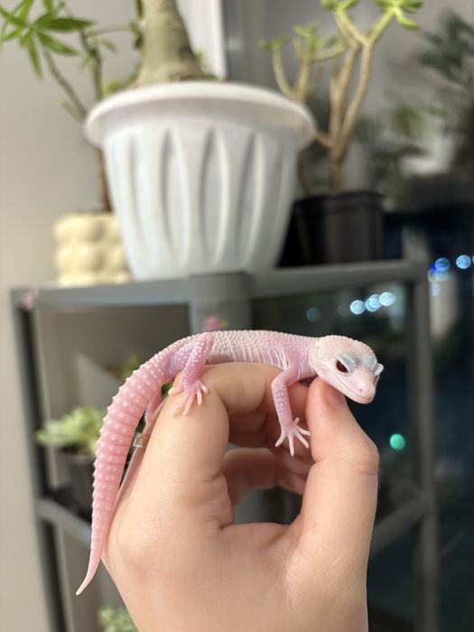 эублефары разных морф