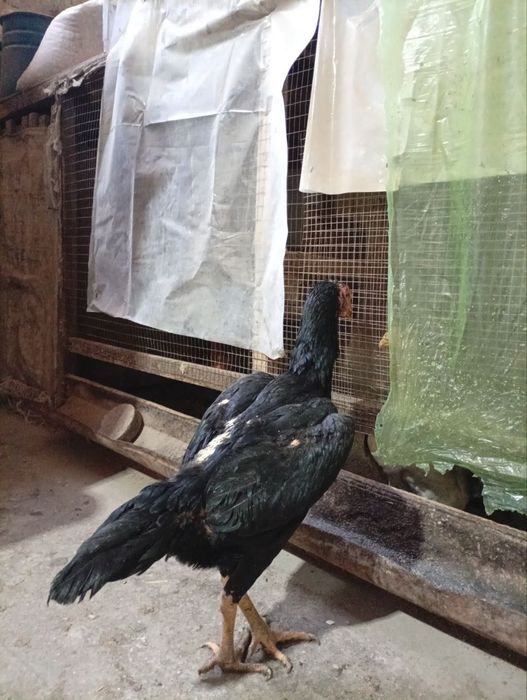 Дакен макёнлар сотилади