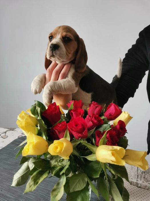 Beagle tricolor femela