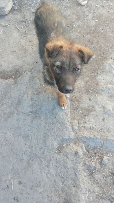 Продам щенка  помесь