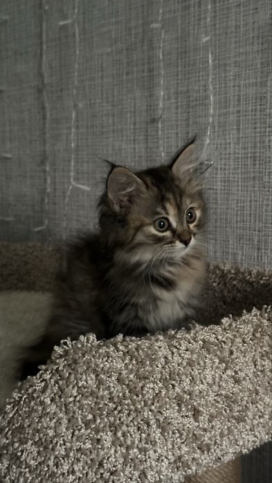 Отдам котенка (девочка) в добрые руки