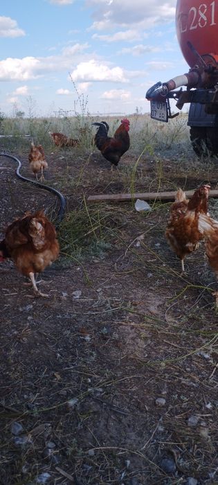 Продается күйрей ломан браун