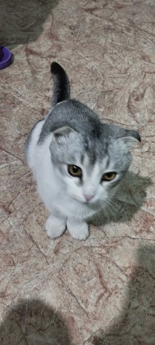 Шотландский вислоухий кот