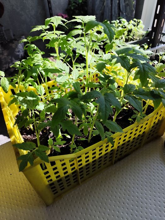 Продаю рассаду помидор, перец.