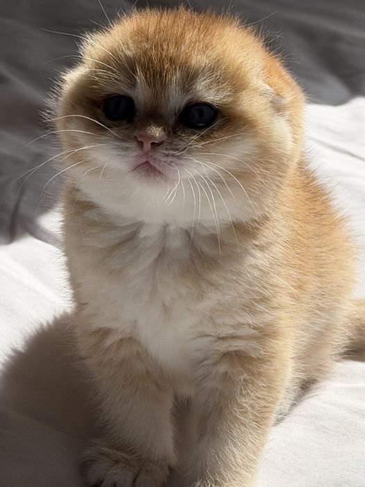 Золотая шиншилла! Чистокровные Британцы. Мальчик