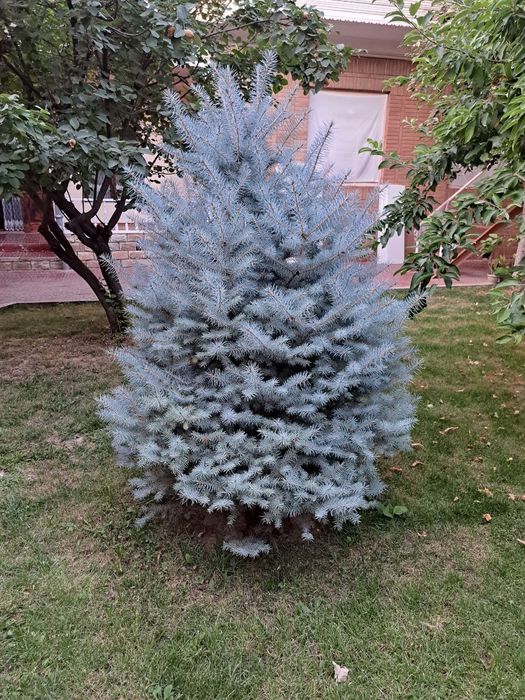 Голубая ель рост 250 см