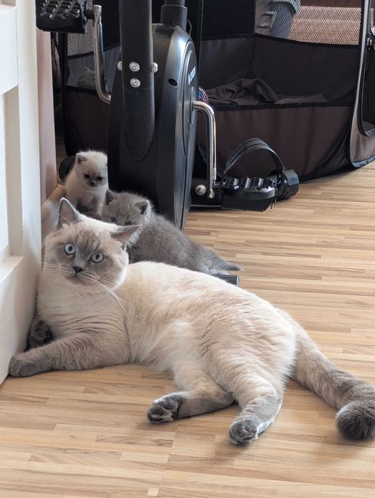 Британски късокосмести