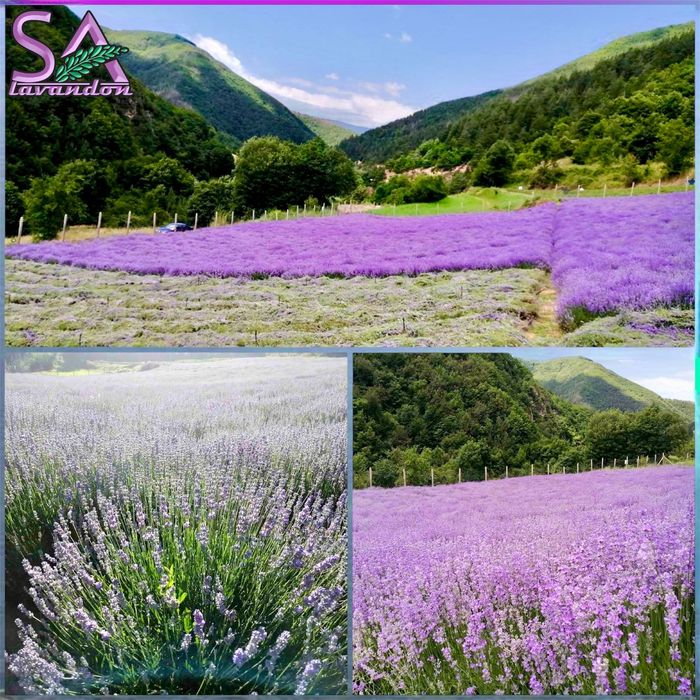 Butasi de Lavanda si Trandafiri de Dulceata