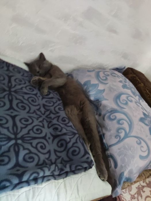 Отдам кота в добрые руки