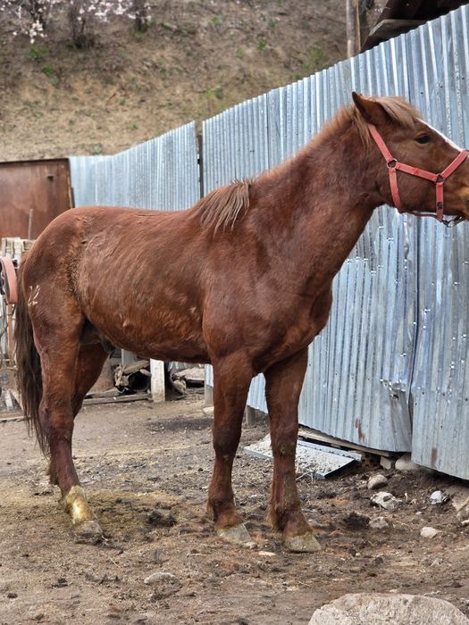 Полу тяж айғыр сатылады