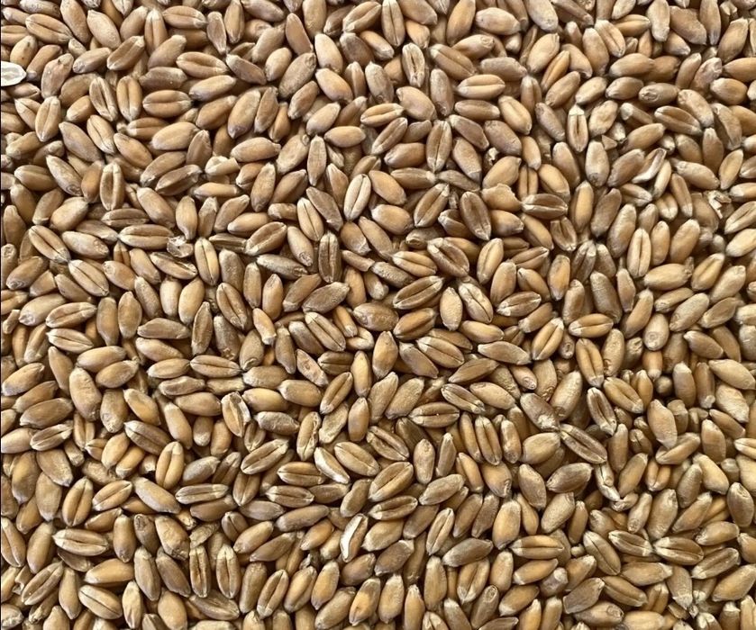 Grau producție 2025