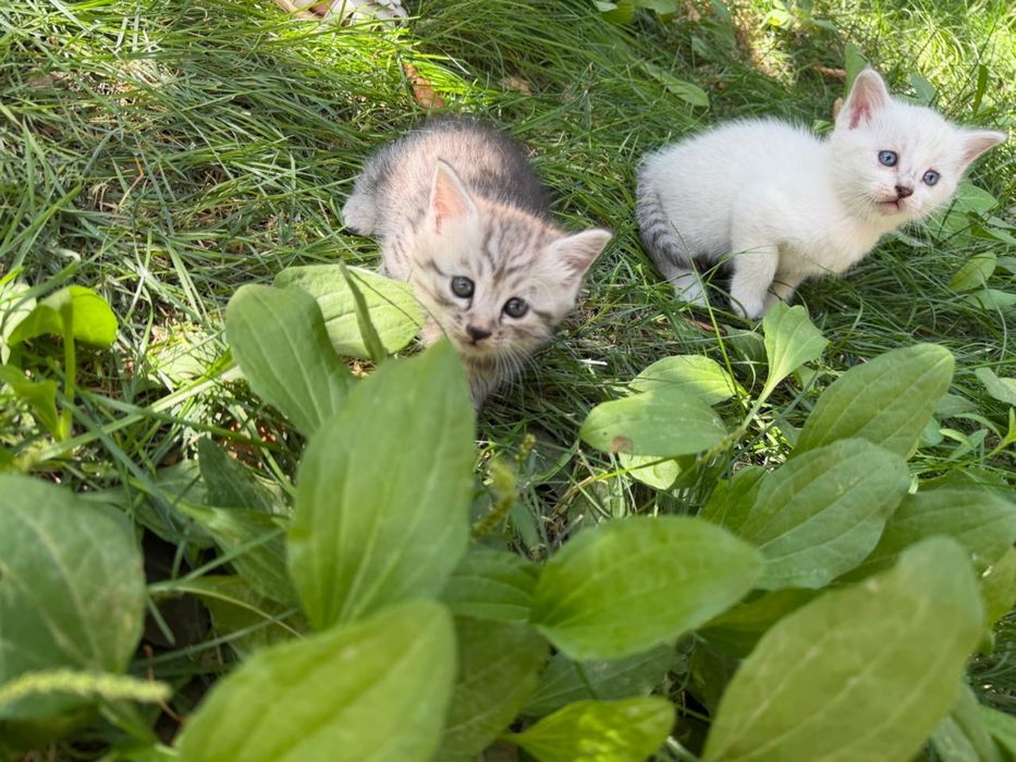 Продаются котята!!!