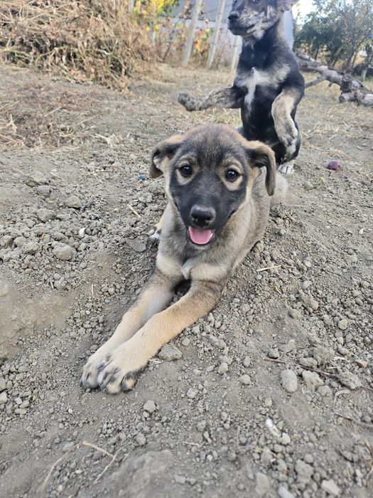 Donez caței metis ciobanesc german