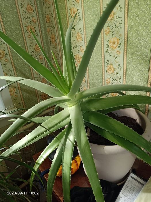 Алое вера лечебный