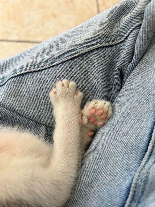 Очаровательная кошка ищет дом.