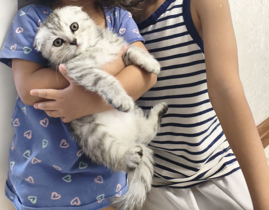Шотландский котёнок веслауха