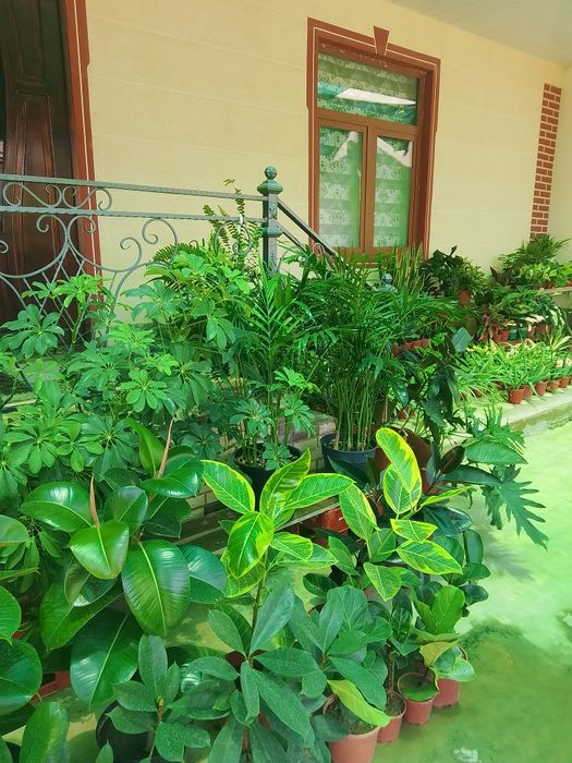 Honaki gullar, gul, цветы, растения, оптом
