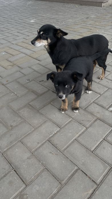 отдам щенка в добрые руки