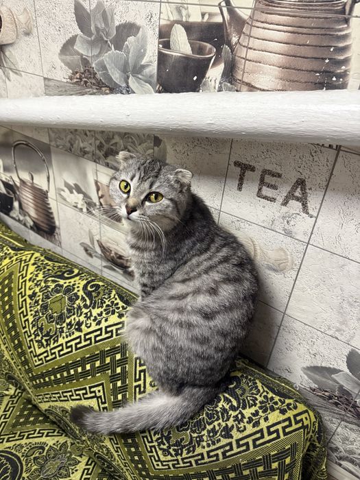 Котята от кошки