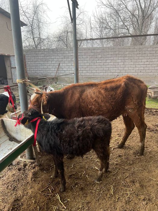 Она бола сигир 1-корин