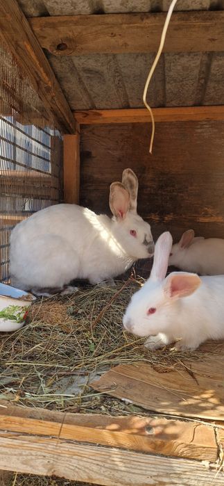 Продам кроликов, крупной мясной породы