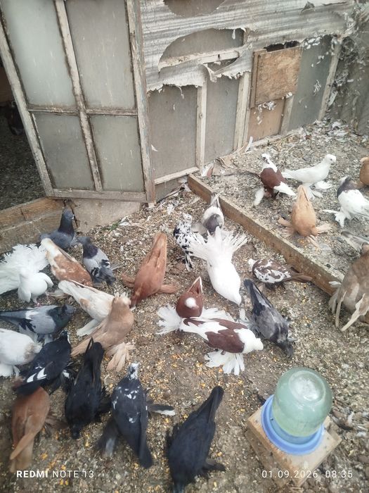 Продам голубеи разных